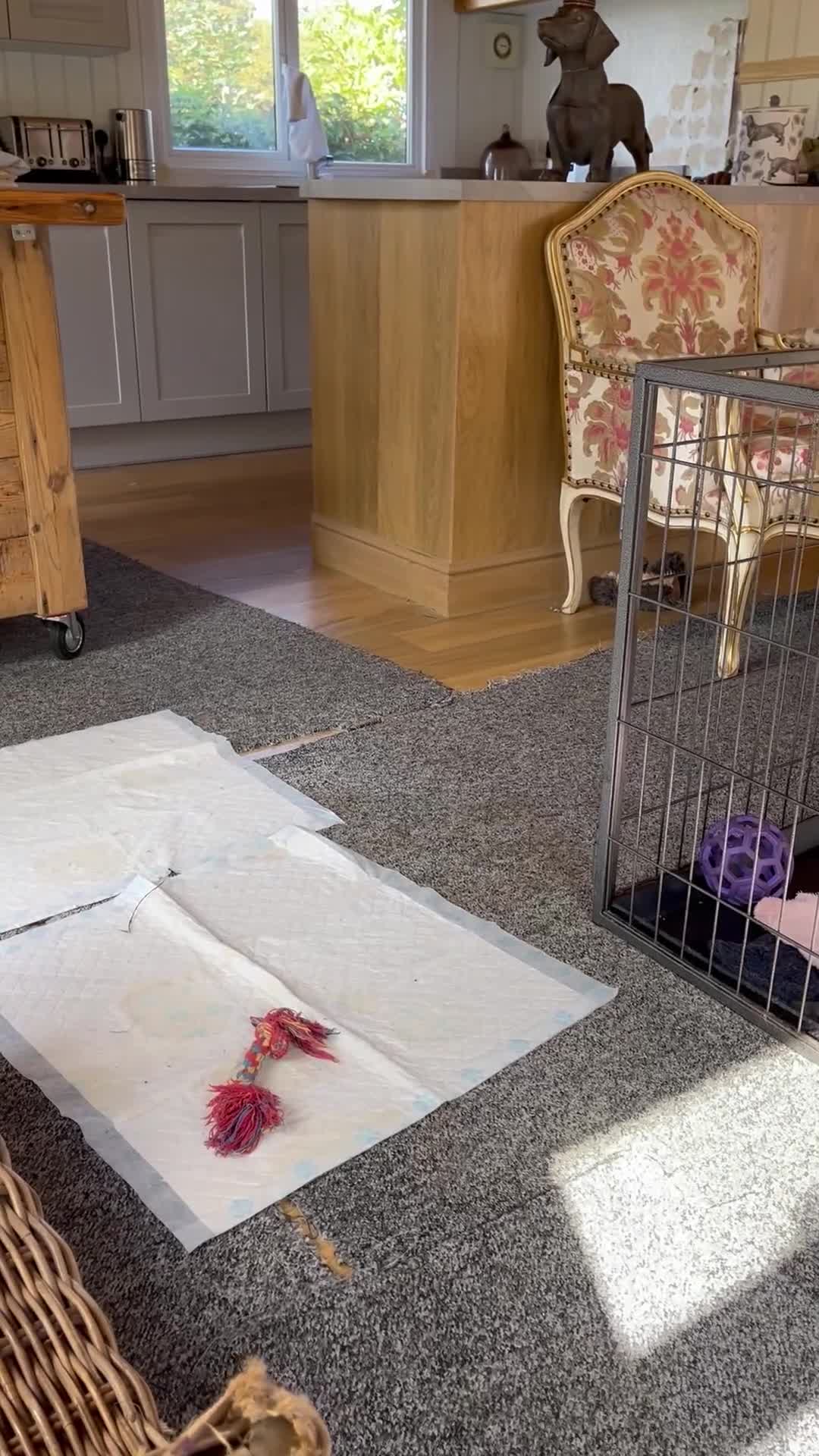 Shih Tzu dogs for sale: Imperial ShihTzu puppy  - Video 1