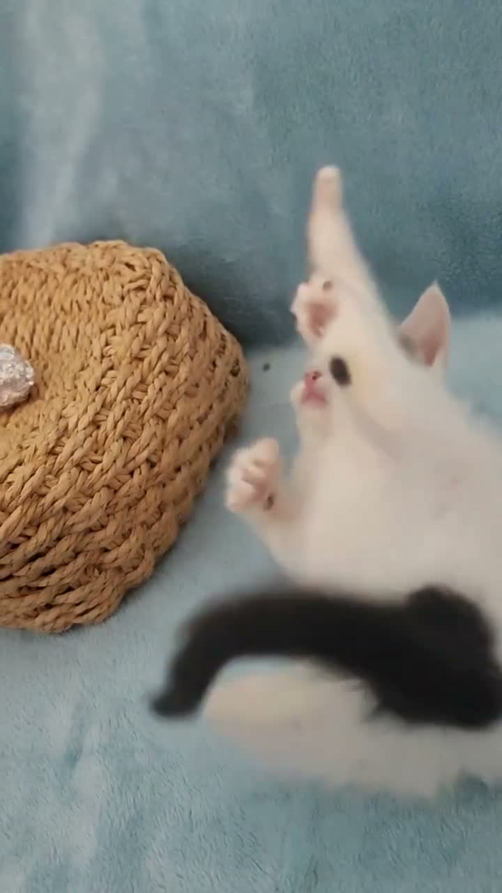 Mixed Breed cats for sale: Beautiful Kittens Videos in Barnsley - Video 1