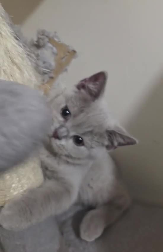 Brazilian Shorthair cats for sale: Beautiful British Champion Shorthair Kittens - Video 2