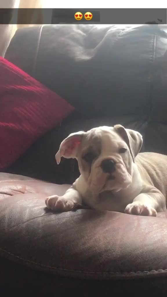 English Bulldog dogs for stud: Pure breed English bulldog for stud - Video 1