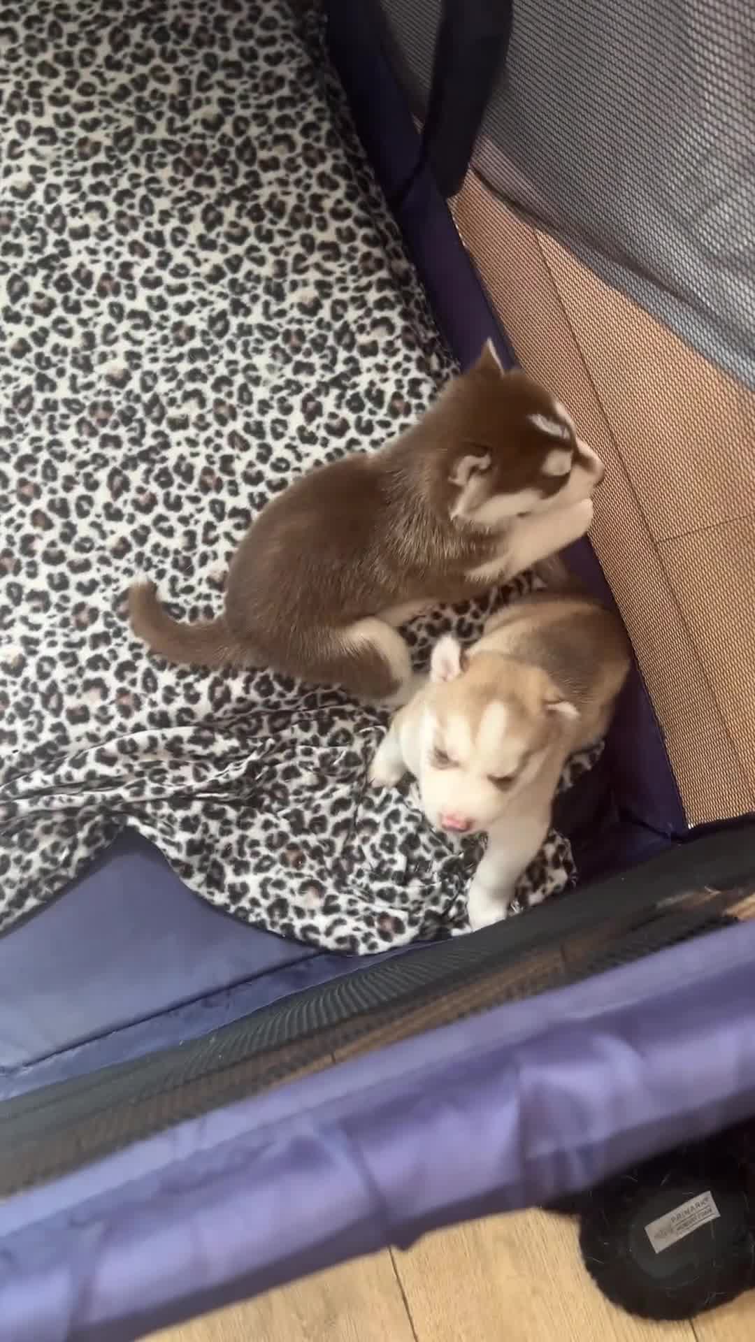 Siberian Husky dogs for sale: Pure siberian husky puppies ❤️1PUPS LEFT❤️ in Coalville - Video 2