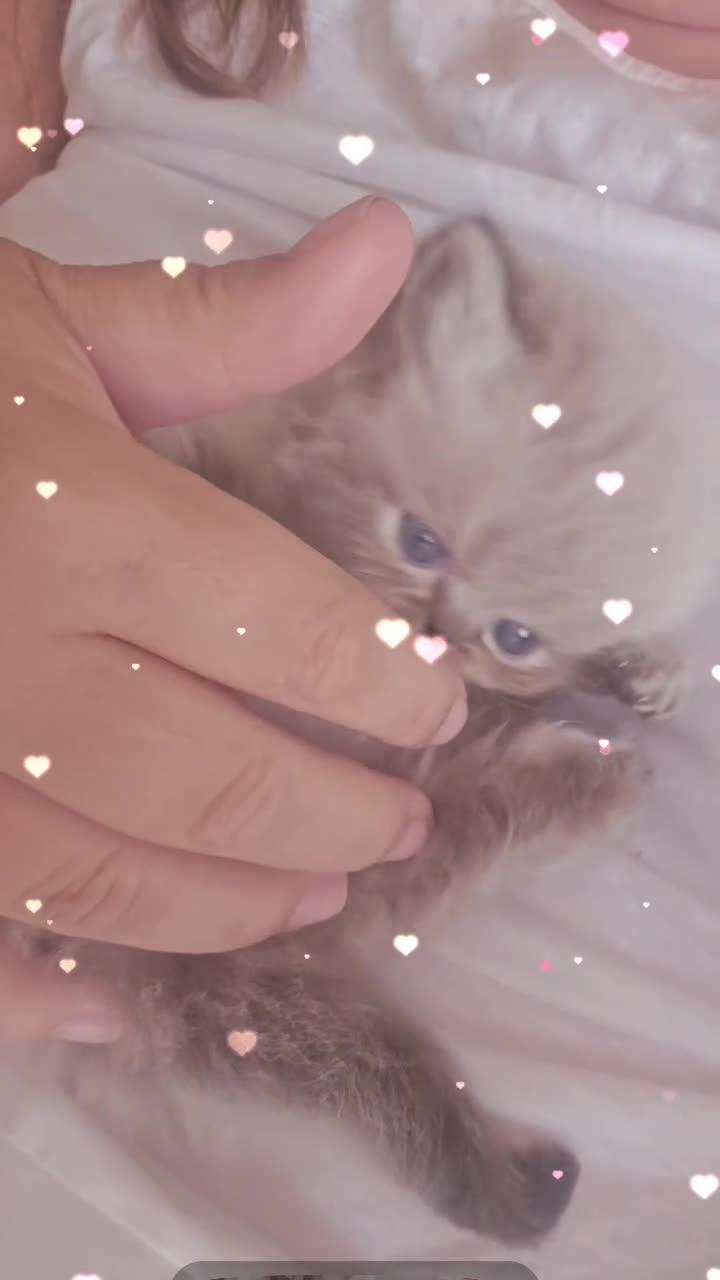 Persian cats for sale: Persian Kittens - Video 2