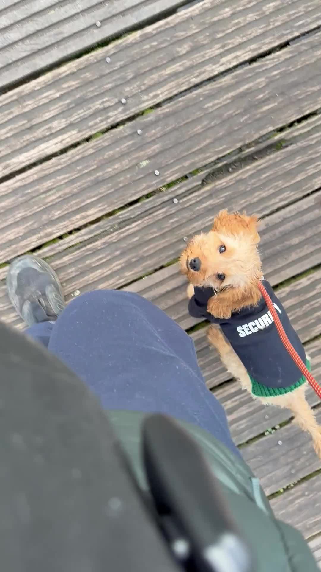 Cockapoo dogs for sale: Toy Cockerpoo looking for a loving committed home  - Video 1