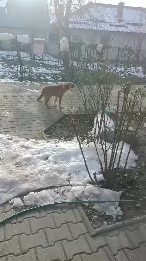 Mixed Breed dogs for adoption: 🐾CHARLIE & RUDY – a Bonded PAIR for a Loving HOME - Video 4