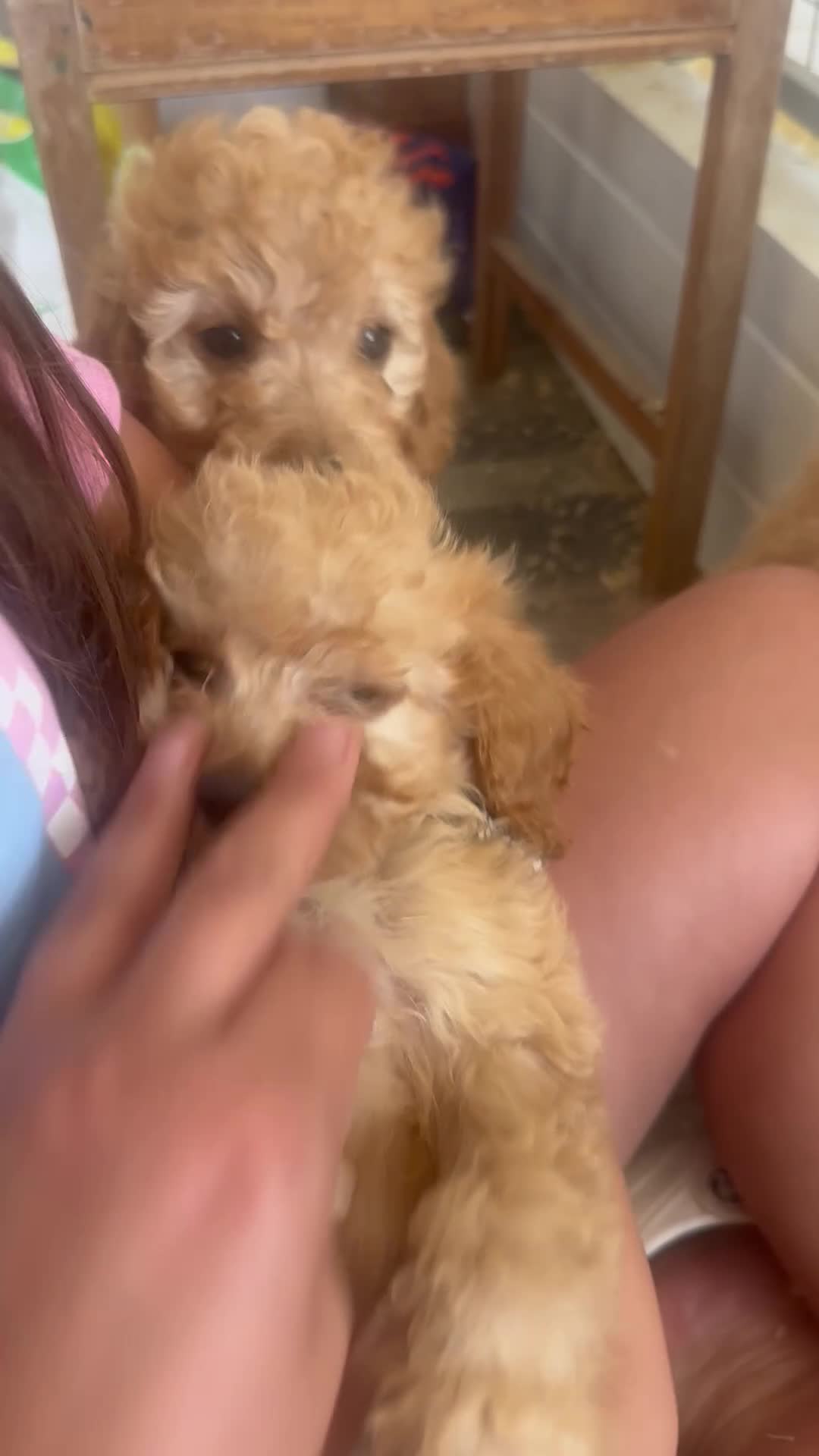 Cockapoo dogs for sale: F1b Cockapoo  - Video 1