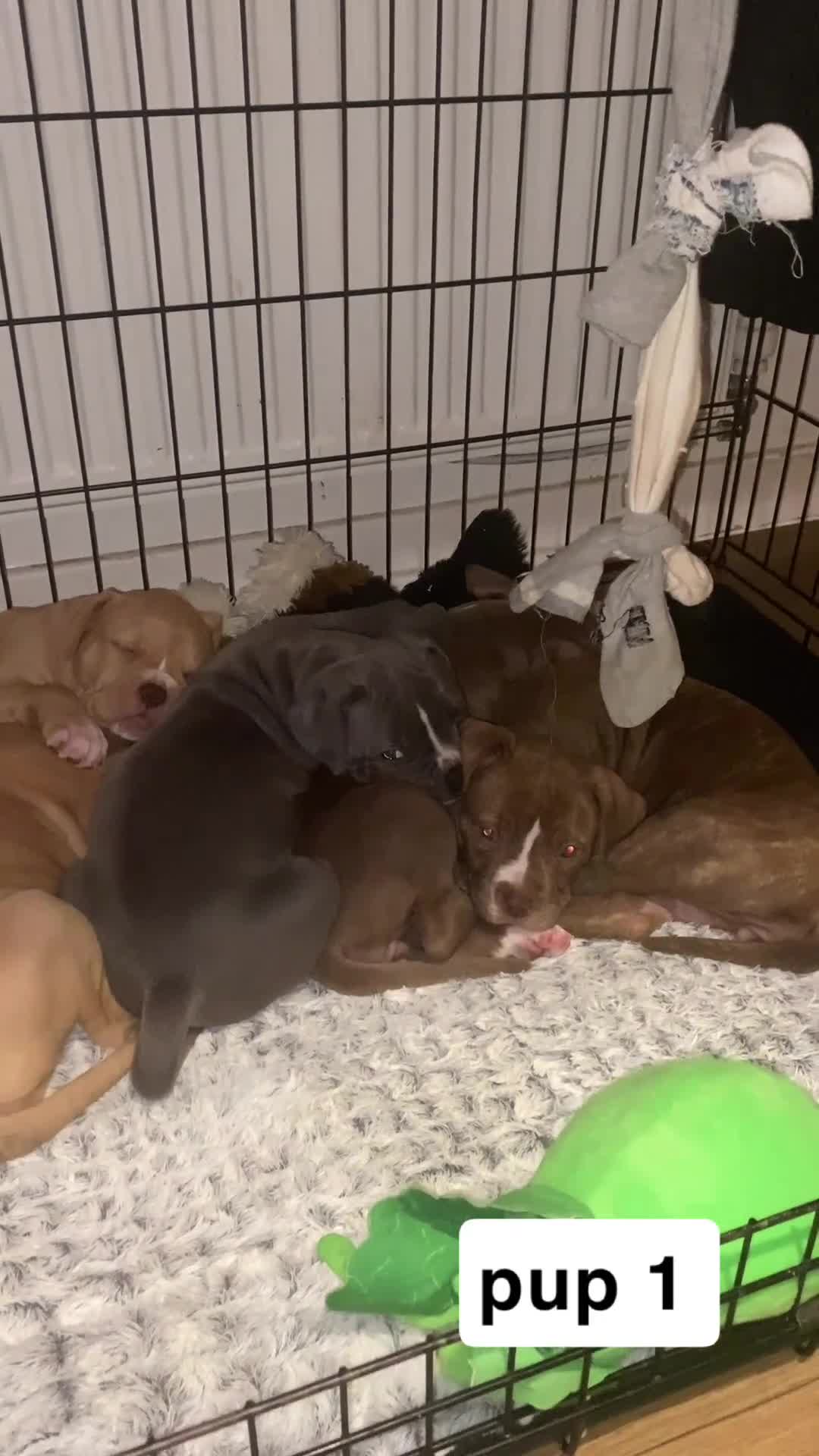 Mixed Breed dogs for sale: staffy X  - Video 1