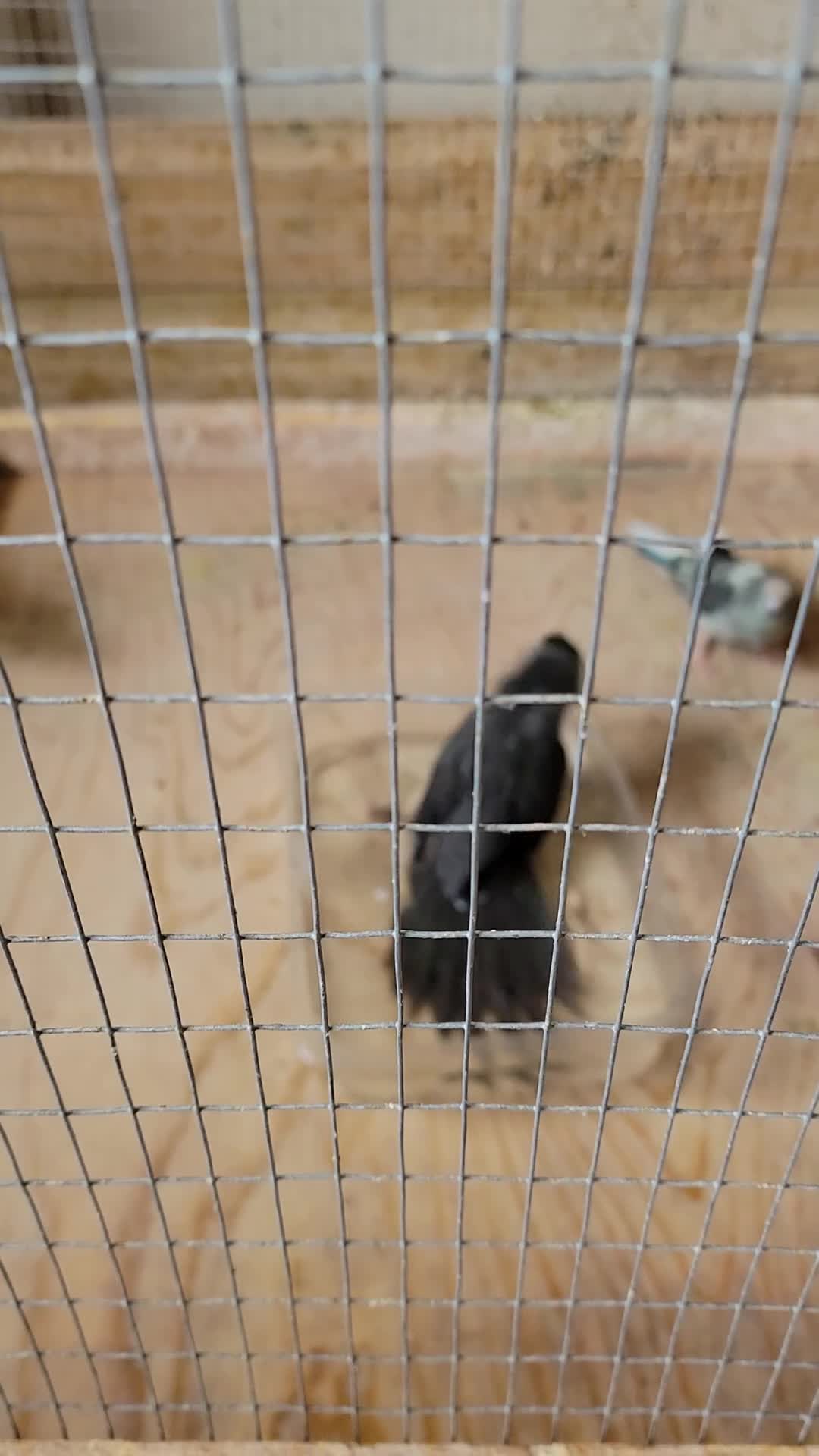 Parakeets birds for sale: Kakarikis - Video 1