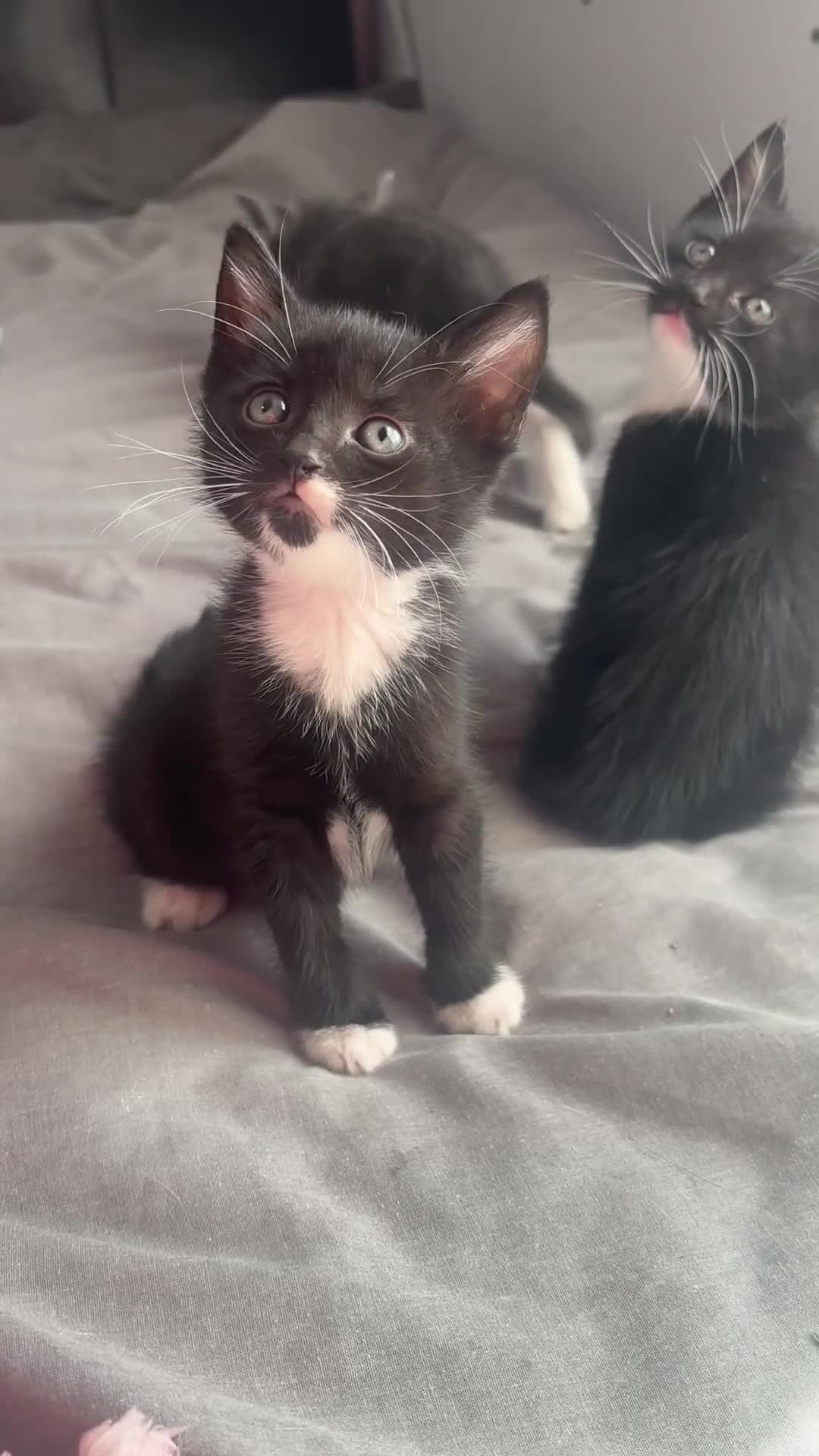 Mixed Breed cats for sale: Adorable 5 Kittens Looking for Forever Homes 🐾 - Video 4