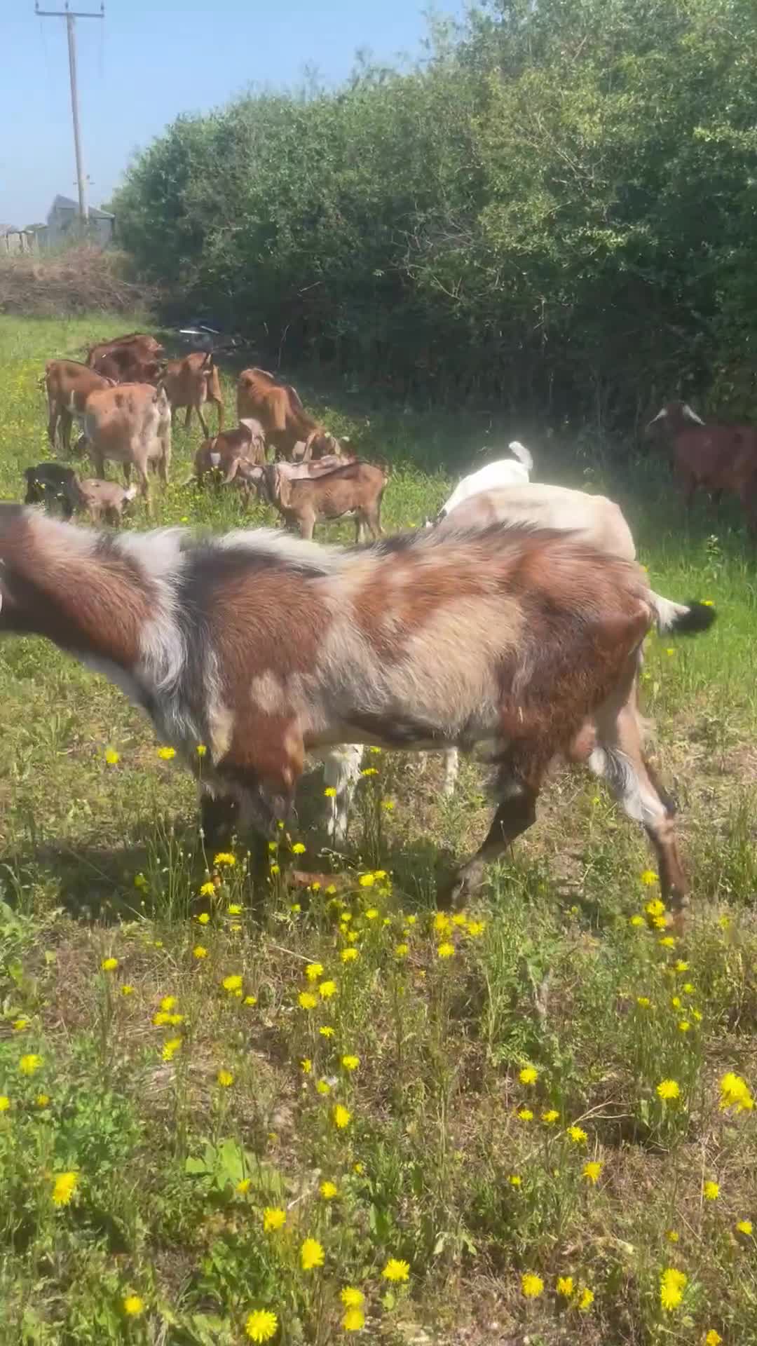 Goats livestock for sale: Anglo Nubians Boer and sannen  in Stevenage - Video 1