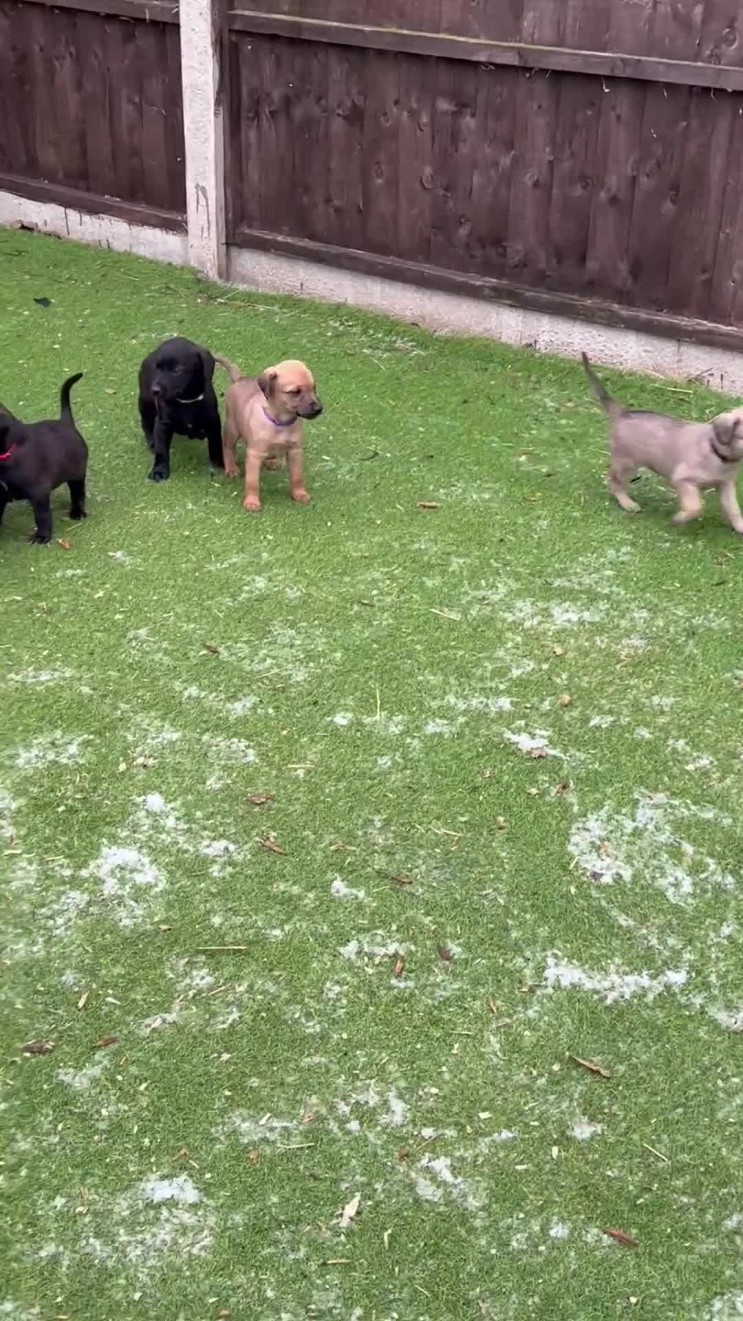 Mixed Breed dogs for sale: F1 Beddy whippets  - Video 1