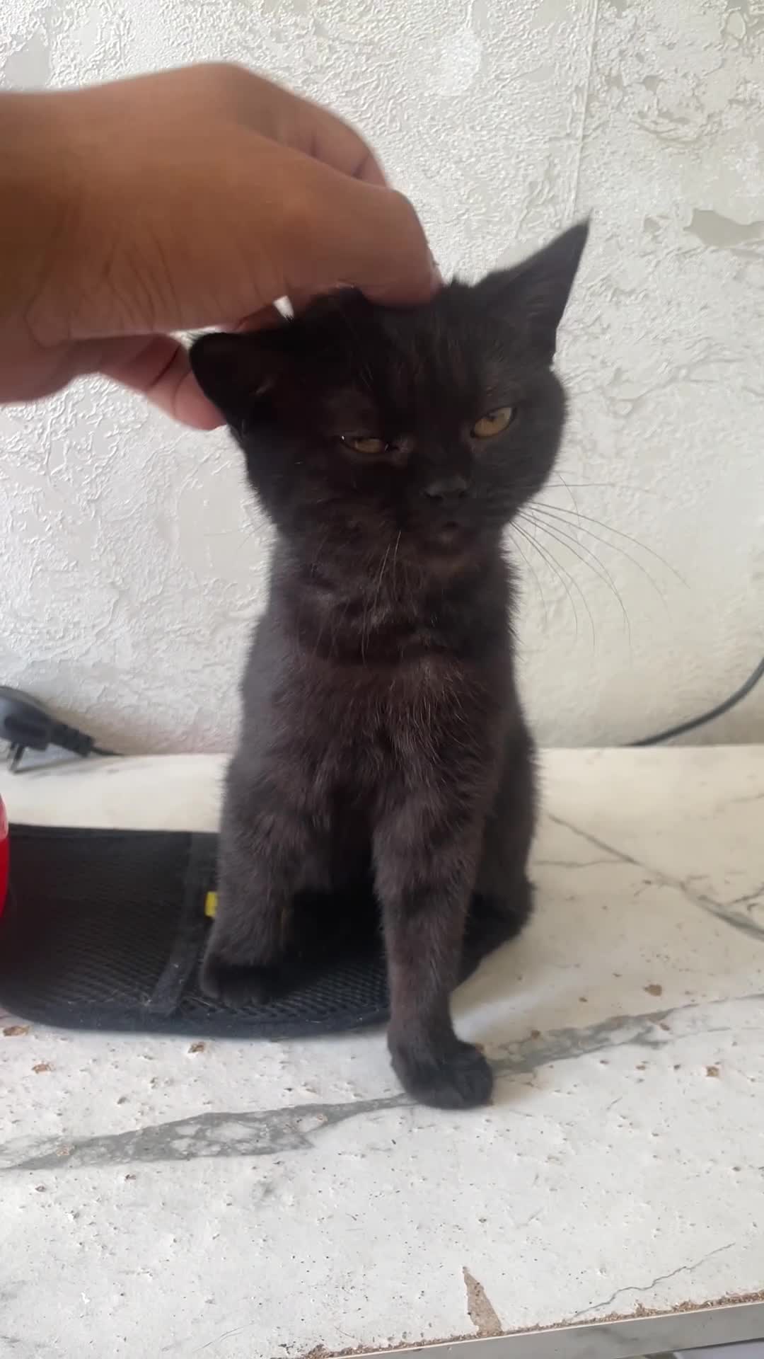 British Shorthair cats for sale: Beautiful kitten left  - Video 1