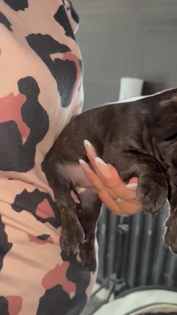French Bulldog dogs for sale: French bull dog puppys - Video 2