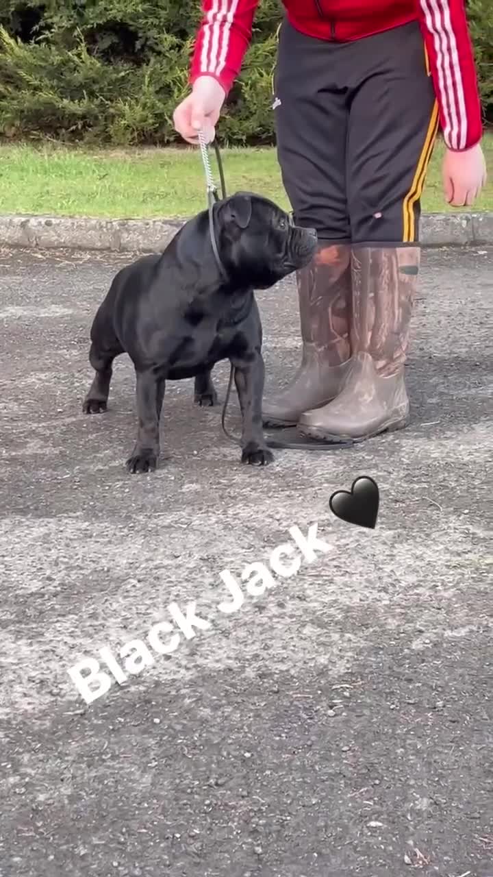 Staffordshire Bull Terrier dogs for sale: Staffordshire bull terrier  - Video 1