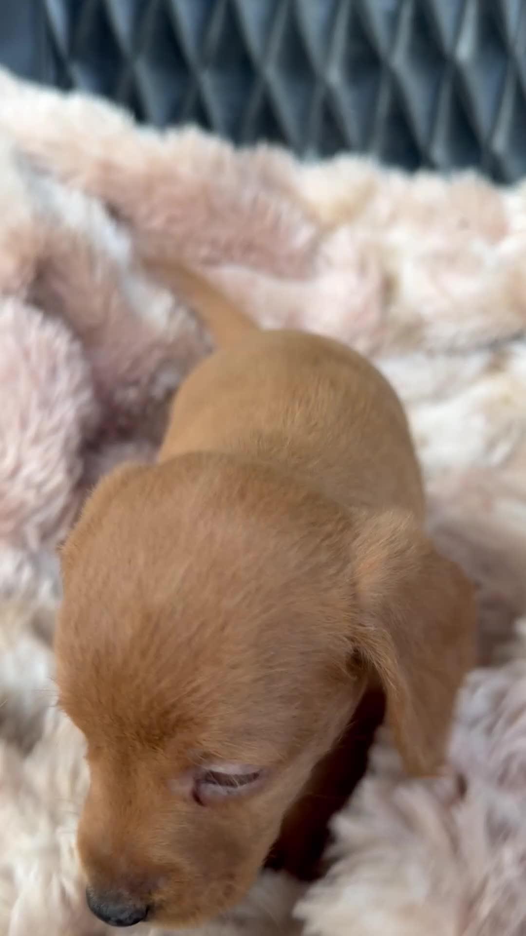 Mixed Breed dogs for sale: Daxipoo pups  - Video 2