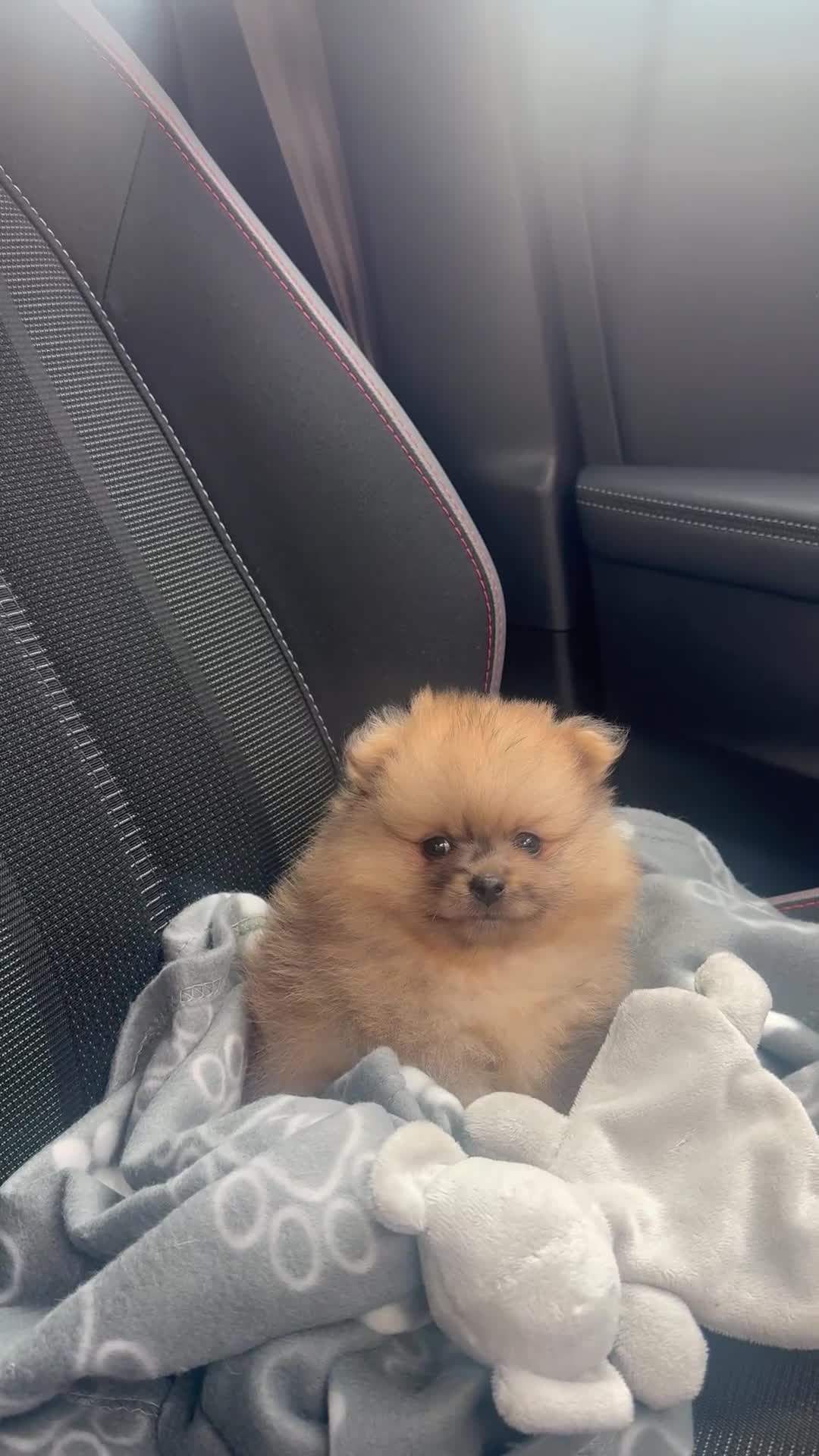 Pomeranian dogs for sale: Xs Merle Pomeranian pup⭐️⭐️⭐️ - Video 1