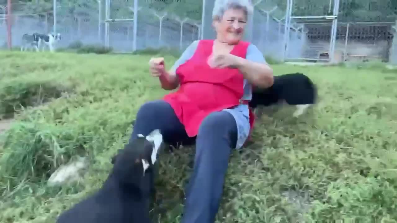Mixed Breed dogs for adoption: Ginnie and Freddie 🐾 bonded couple  - Video 1