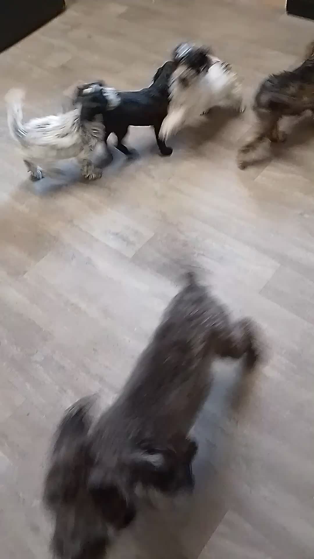 Cockapoo dogs for sale:  Cockapoo puppies 1 boy 3 girls £650 - Video 1
