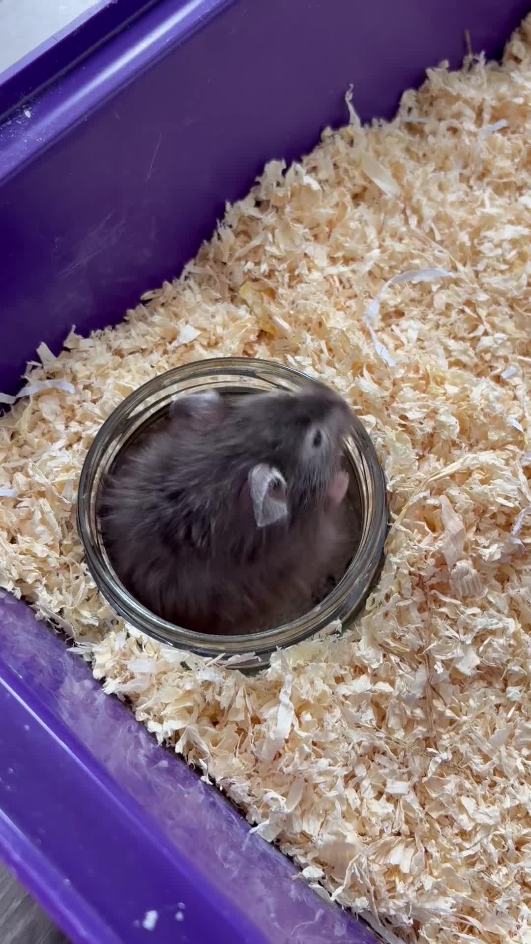 Hamster rodents for sale: Syrian hamster  - Video 3