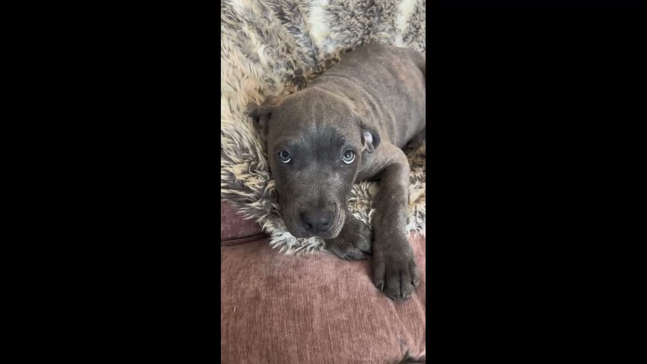 Mixed Breed dogs for sale: Silver Grey Male Cane Corso / Bulmastiff PuppY - Video 2