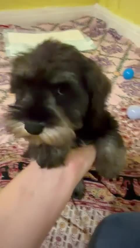Miniature Schnauzer dogs for sale: Beautiful KC registered Shnauzers - Video 1