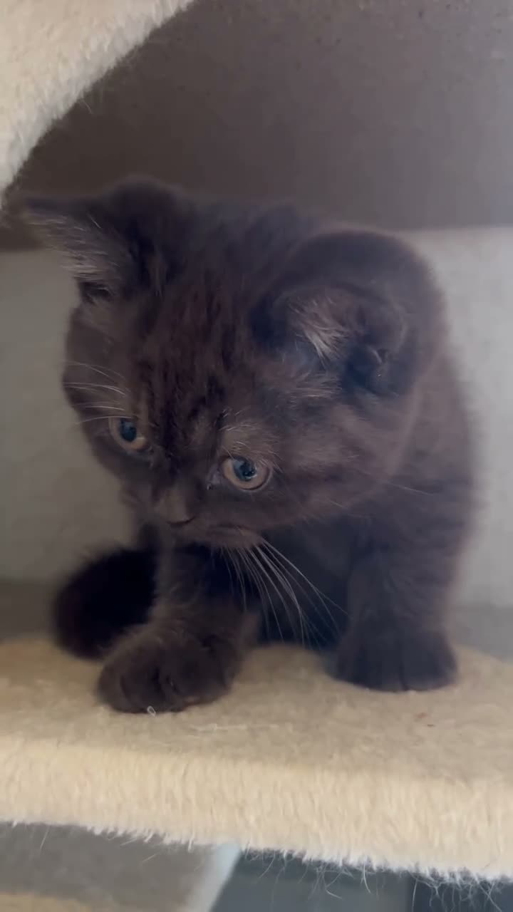 British Shorthair cats for sale: GCCF Registered Top-Quality British Shorthairs  - Video 1