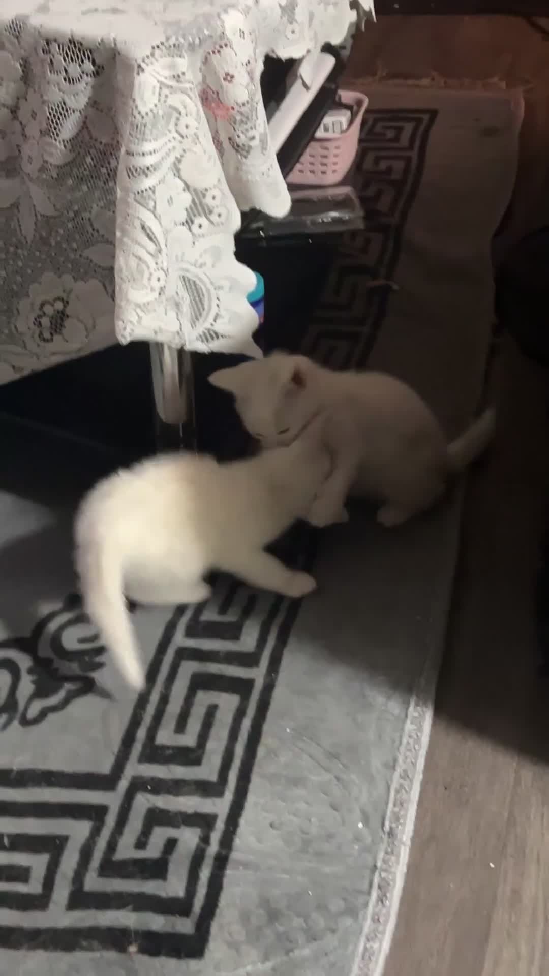 Domestic Shorthair cats for sale: 3 Beautiful White Kittens for Sale  - Video 1