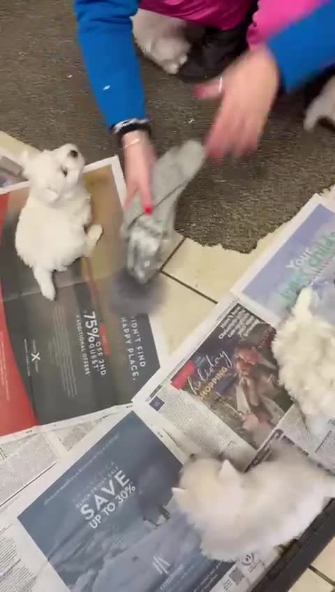 West Highland Terrier dogs for sale: Westdrew Westies - 5 star licensed breeder - Video 1