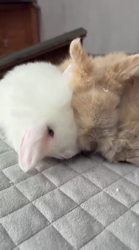 Angora rabbits for sale: Baby Teddy Widder rabbits for sale - Video 1