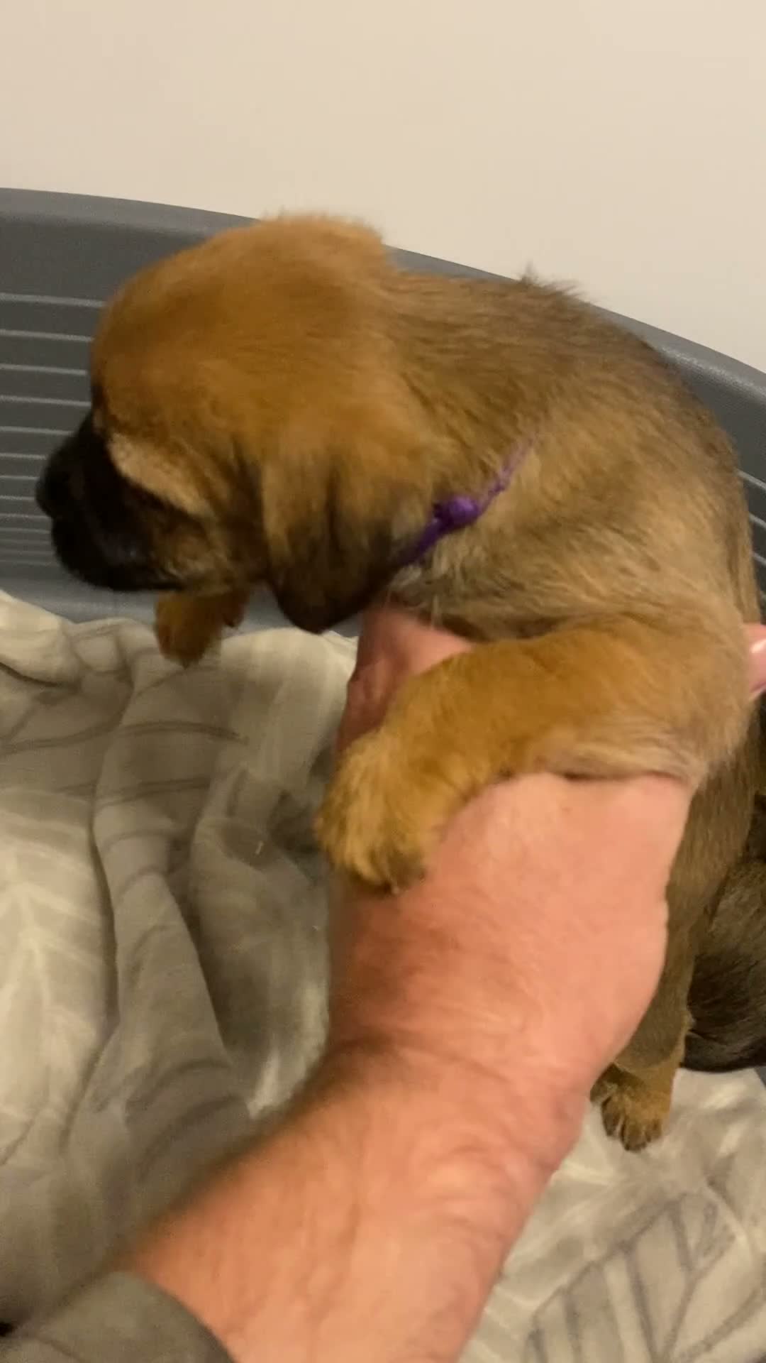 Border Terrier dogs for sale: ⭐️BORDER TERRIERS, KC REGISTERED  - Video 1