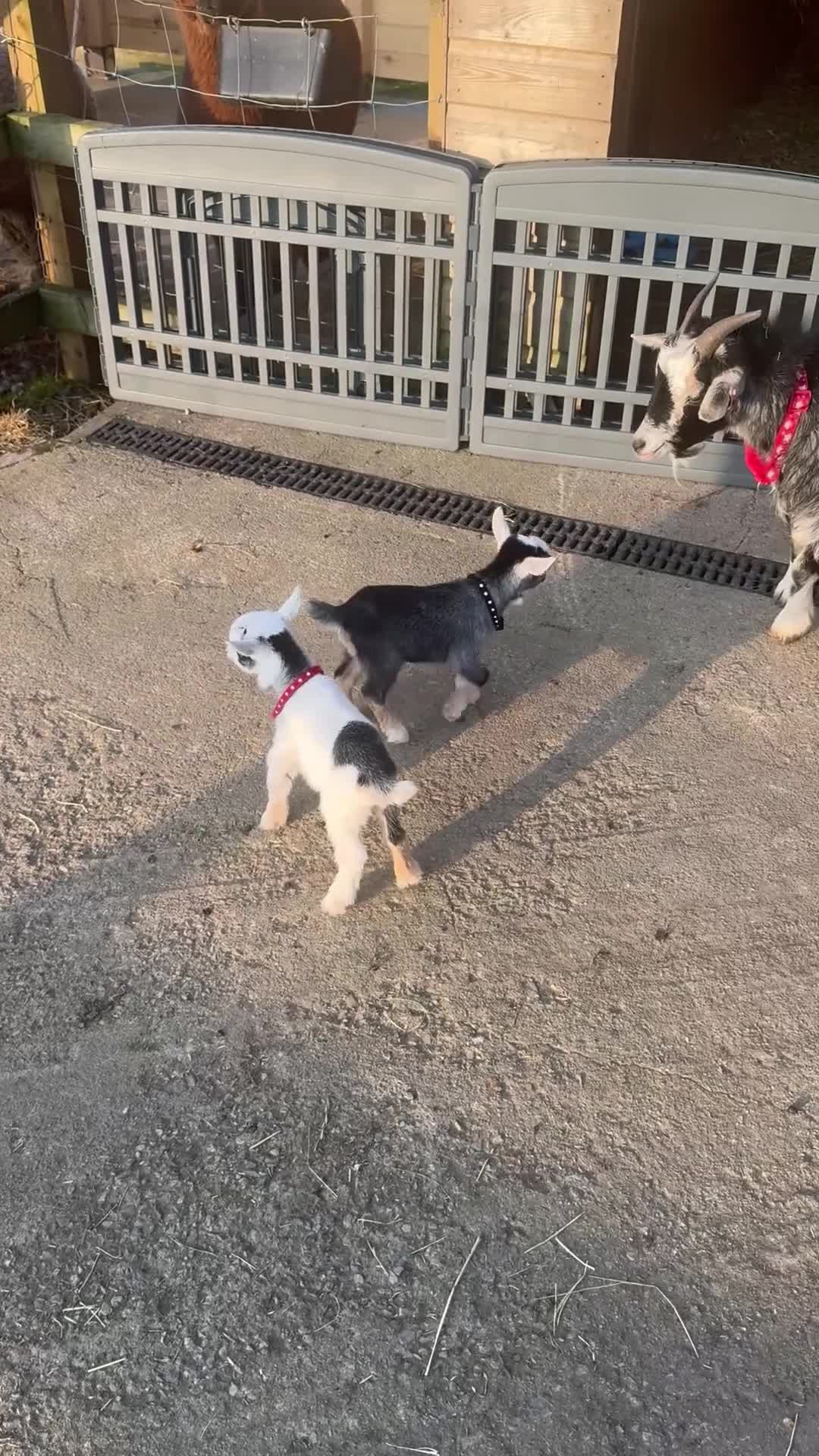 Goats livestock for sale: Pygmie Goats  - Video 4