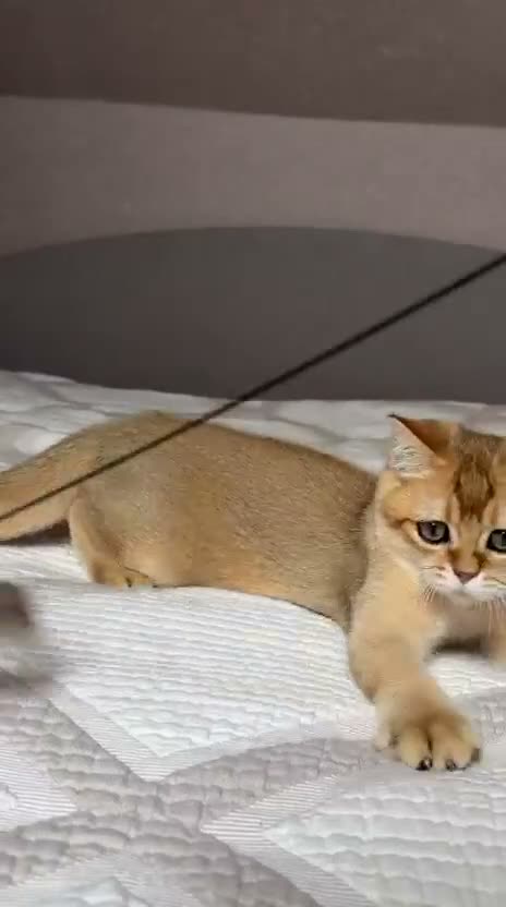 British Shorthair cats for sale: Handsome BSH Boy Black Golden Shaded (ny 11) - Video 4