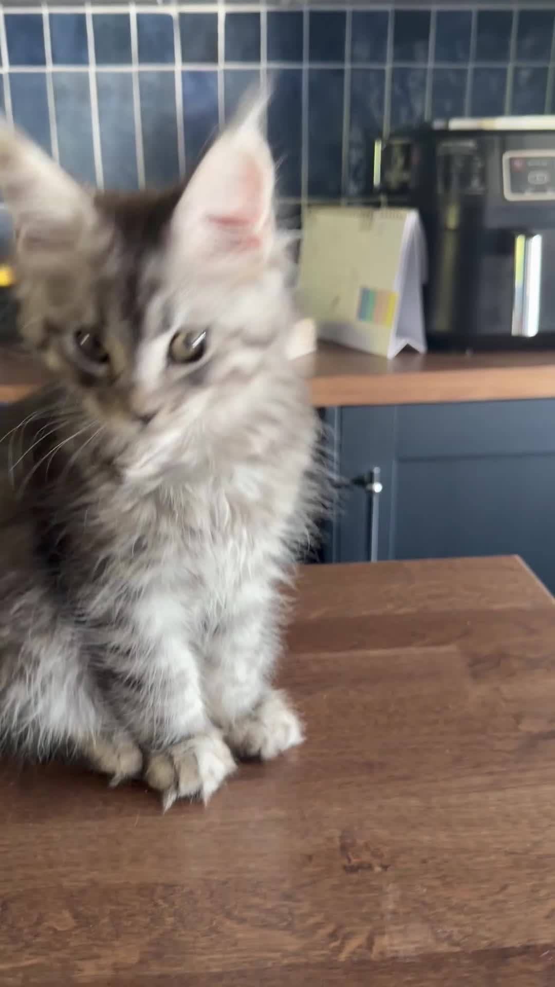Maine Coon cats for sale: Beautiful Mainecoon kittens ready for loving homes - Video 3