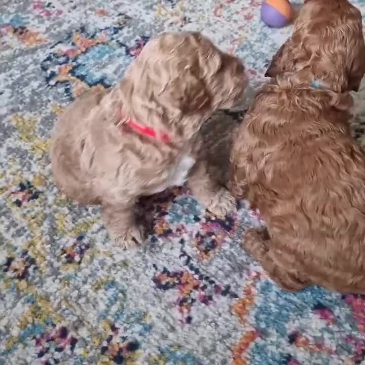 Cavapoochon dogs for sale: F1b Cavapoochon Puppies – 3 Boys Ready to Reserve - Video 1