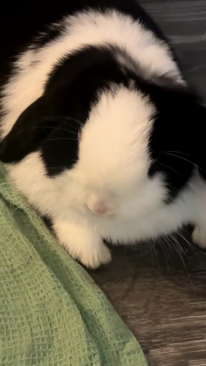 Mini Lop rabbits for sale: Looking for a new home for my beautiful girl  in Pontypool - Video 1