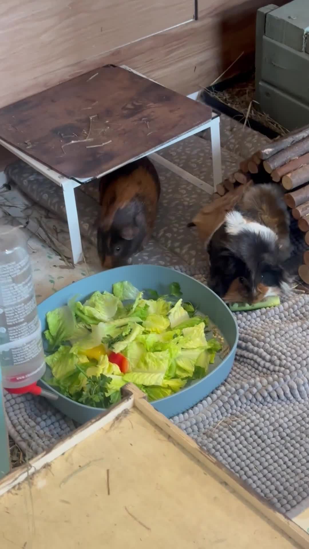 Guinea Pig rodents for sale: Guinea pig boarding in Herne bay - Video 2