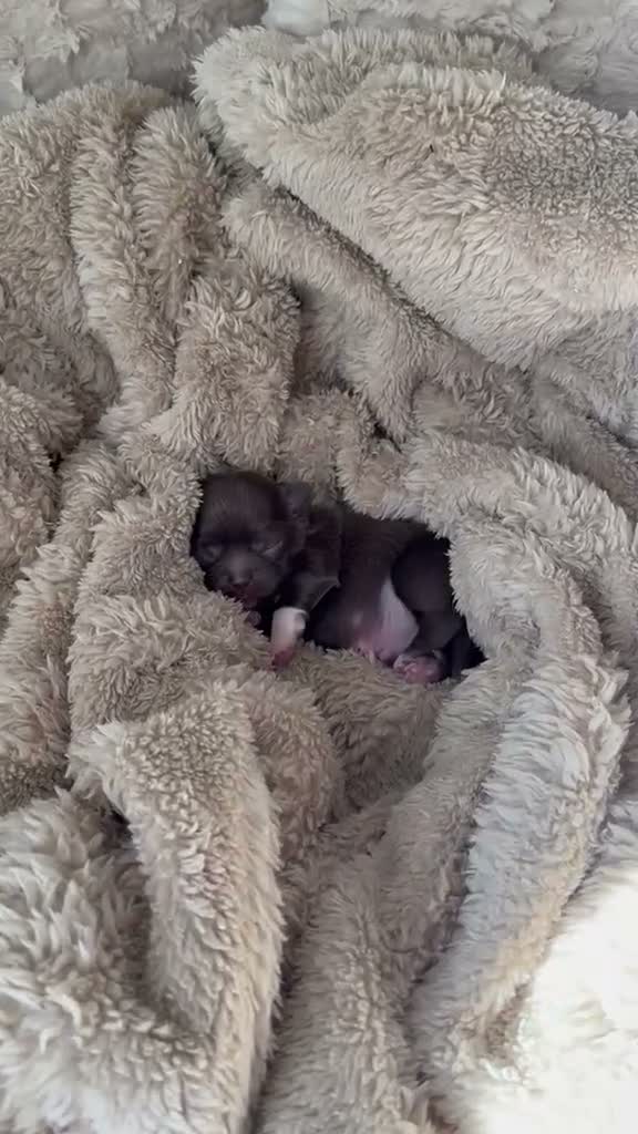 Chihuahua dogs for sale: RKC long haired Chihuahua puppy’s  - Video 2