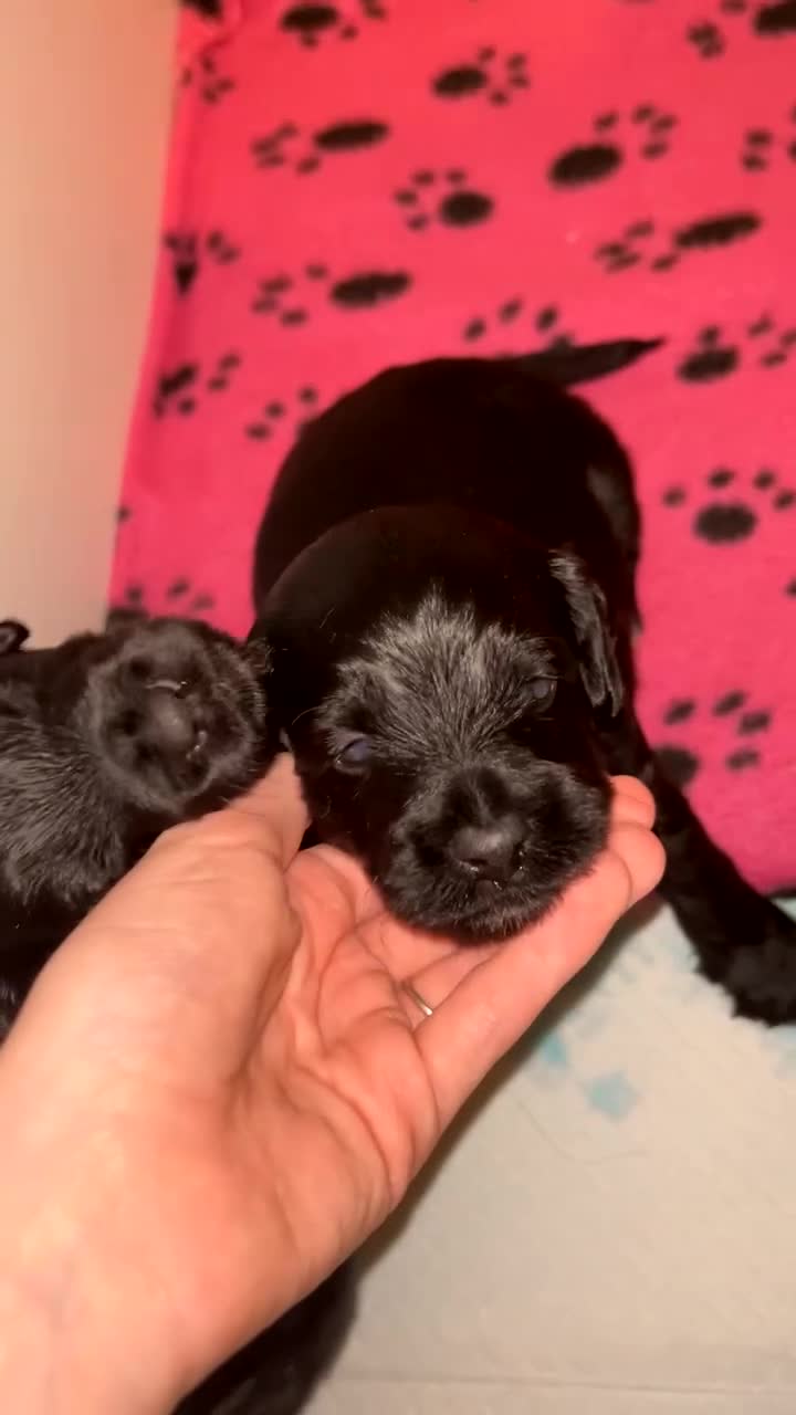 Yorkiepoo dogs for sale: Yorkiepoo Puppies - Video 5