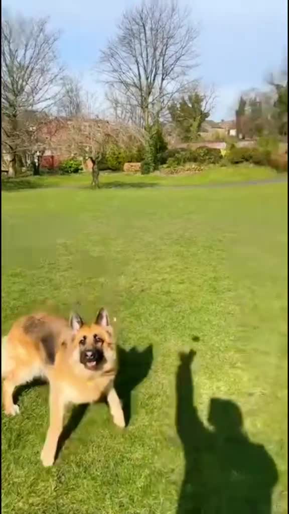 German Shepherd dogs for sale: German shepherd puppies Amber blood line  - Video 3