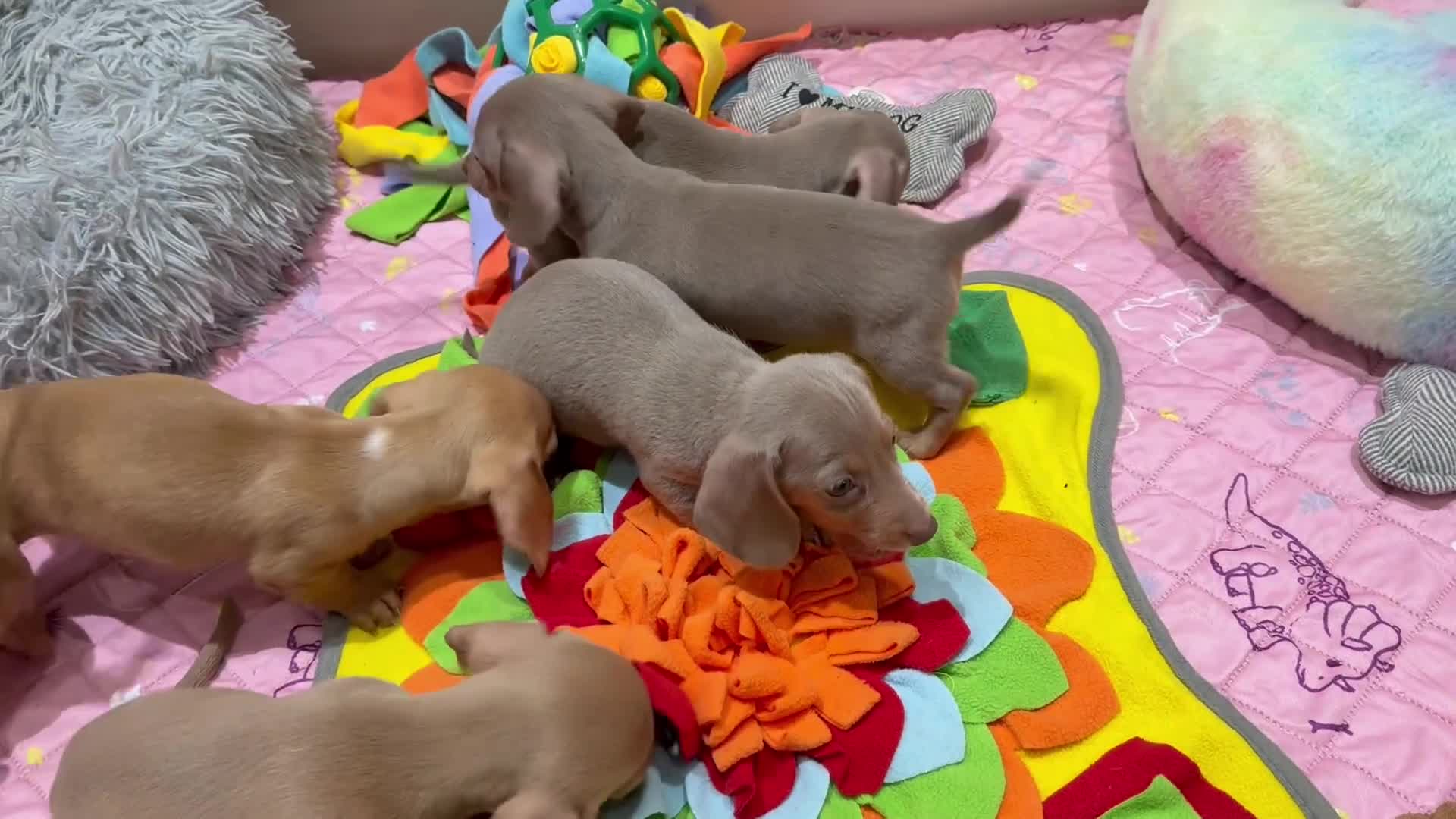 Miniature Dachshund dogs for sale: Beautiful Mini Dachshunds Pups 5 Star ⭐ Licensed - Video 4