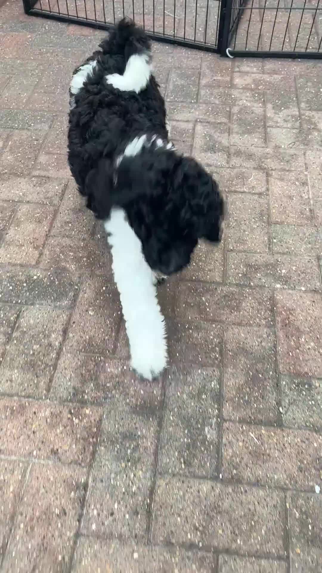 Mixed Breed dogs for sale: 🐾 St Beradoodle Puppies Health Tested Parents 🐾 in Sheerness - Video 1
