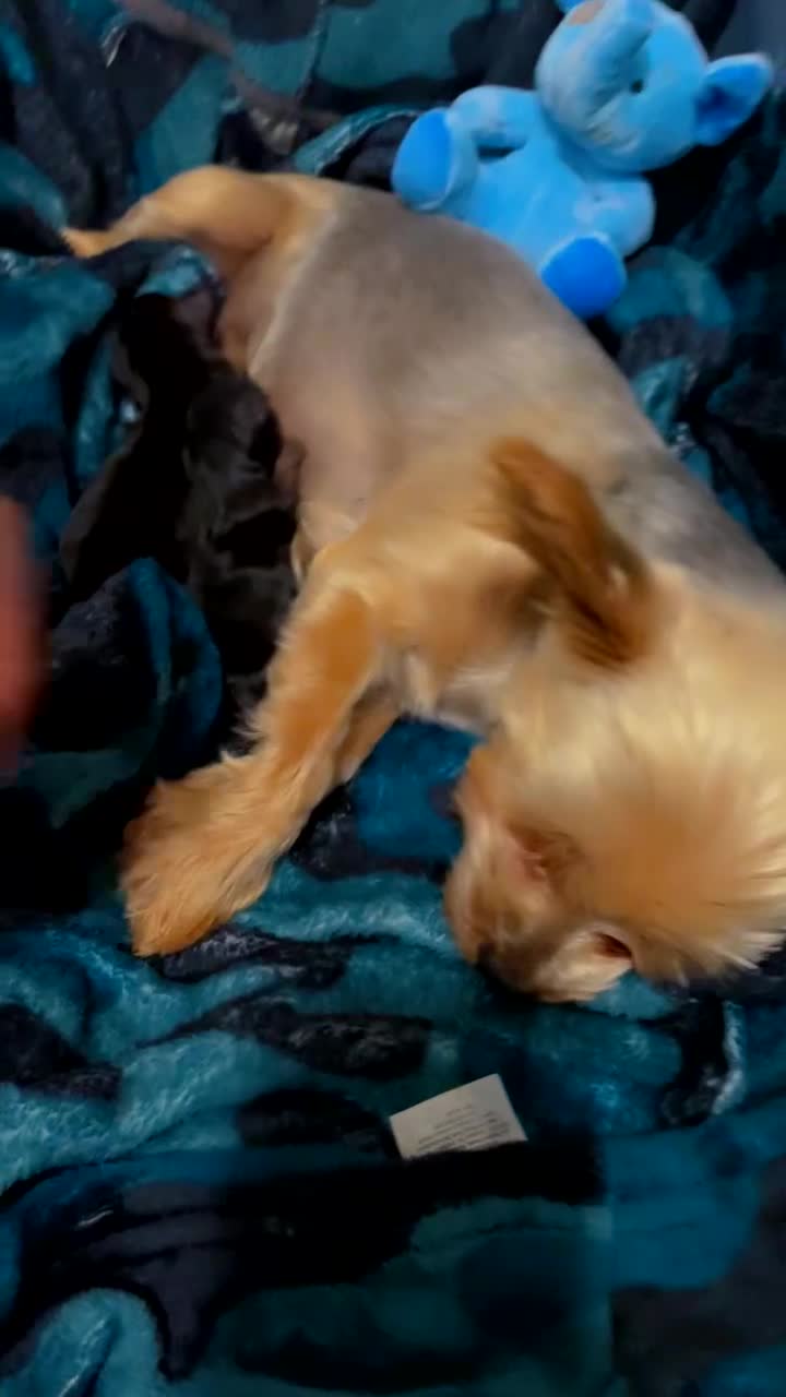 Yorkshire Terrier dogs for sale: Mini toy  Yorkshire Terrier's  - Video 3