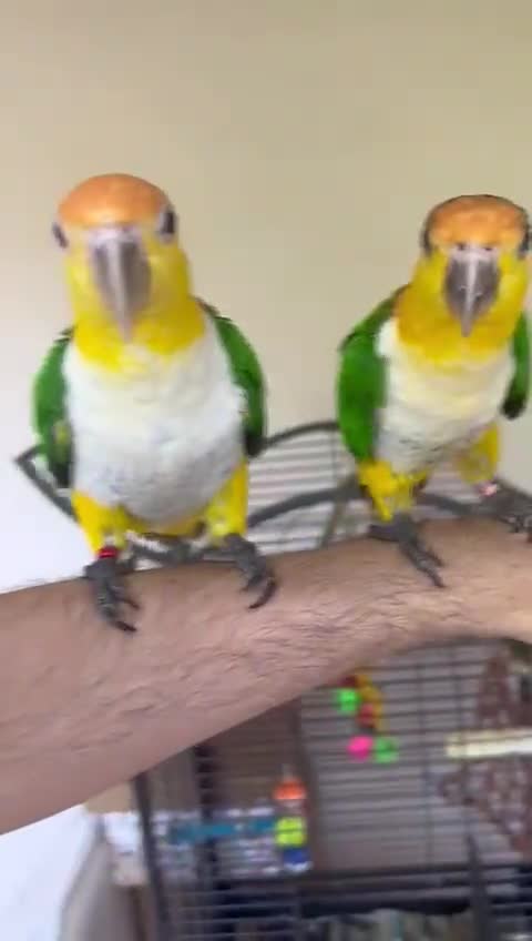 Parrots birds for sale: Bonded Pair of Handtamed DNA Sexed Caiques - Video 2
