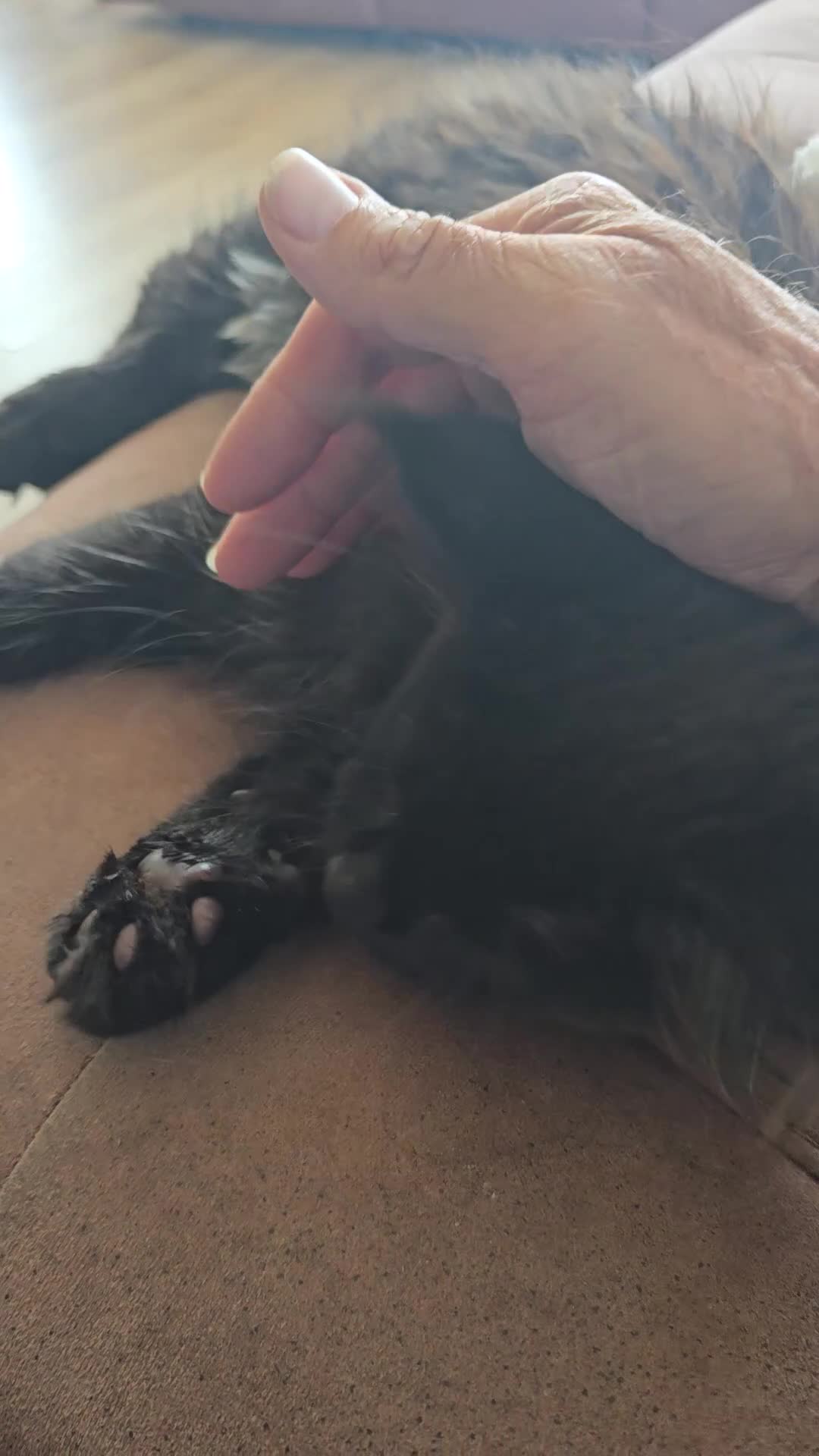 Maine Coon cats for sale: Black smoke Maine Coon kitten - Video 1
