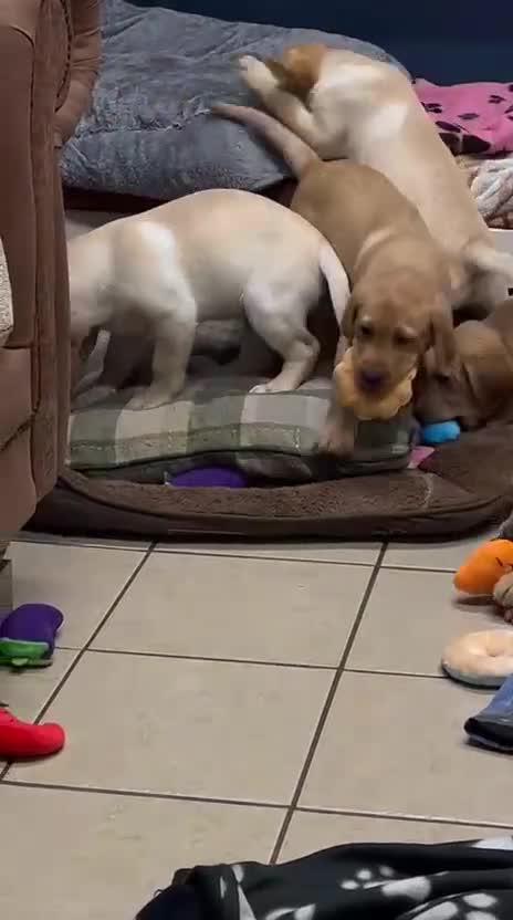 Labrador Retriever dogs for sale: ✨ Beautiful Old-Fashioned Chunky Labrador Puppies✨ - Video 1