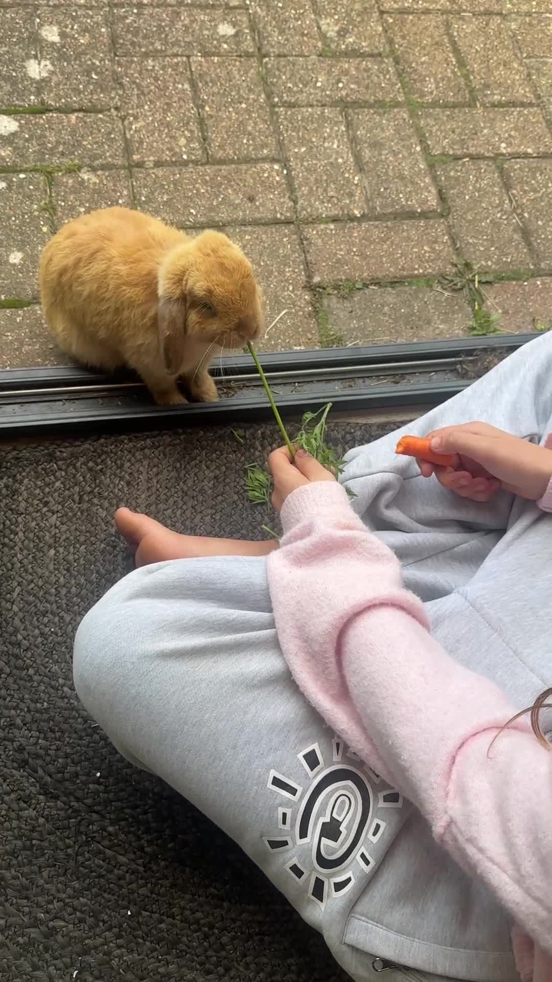 Mini Lop rabbits for sale: 2x Gorgeous mini lops sadly needing to be rehomed  - Video 2