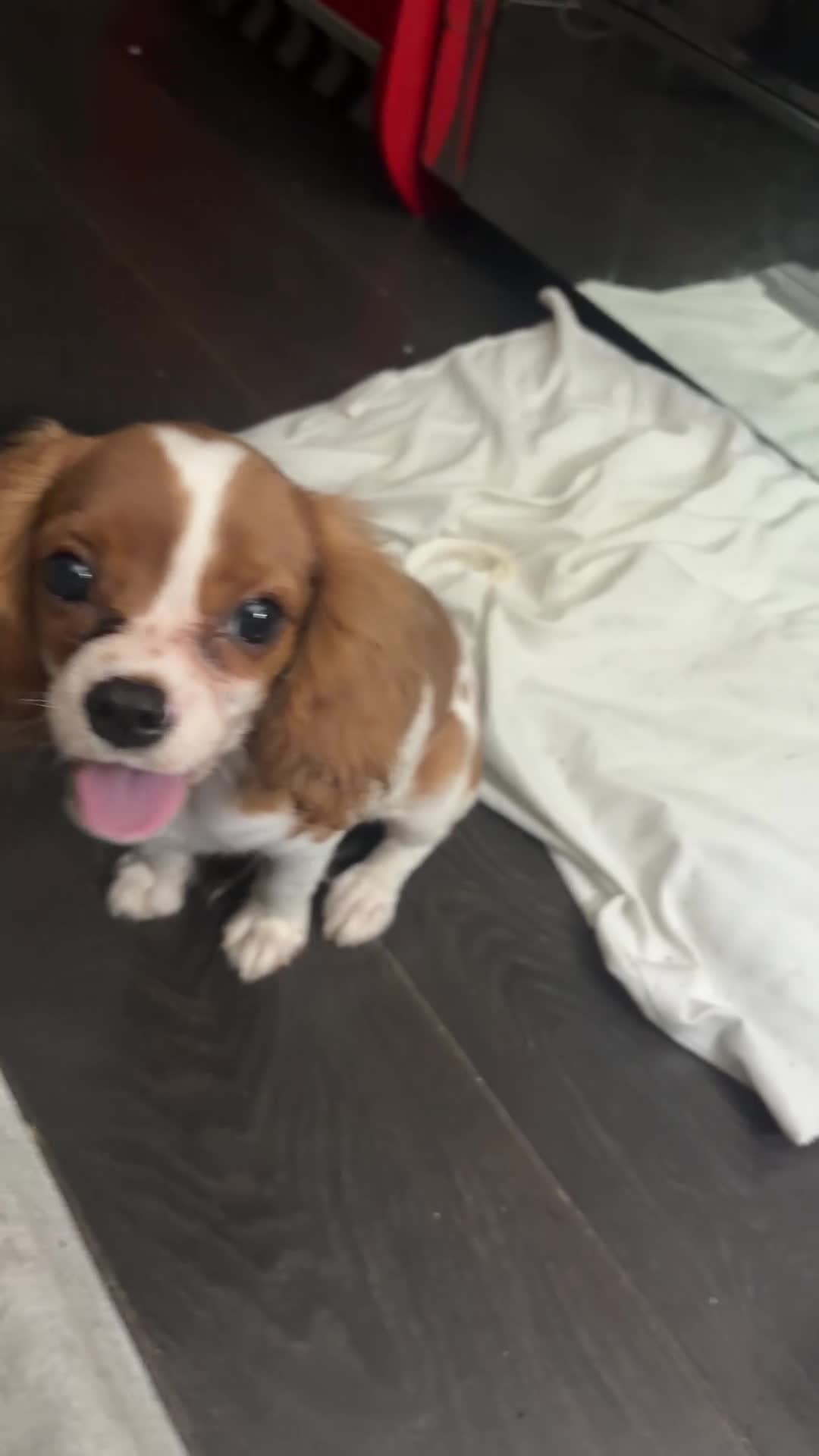 Cavalier King Charles Spaniel dogs for sale: Puppy King Charles - Video 1