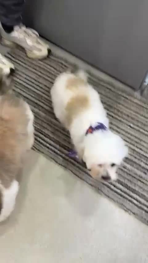 Shihpoo dogs for sale: Sad sale of our shihpoo girl lottie - Video 2