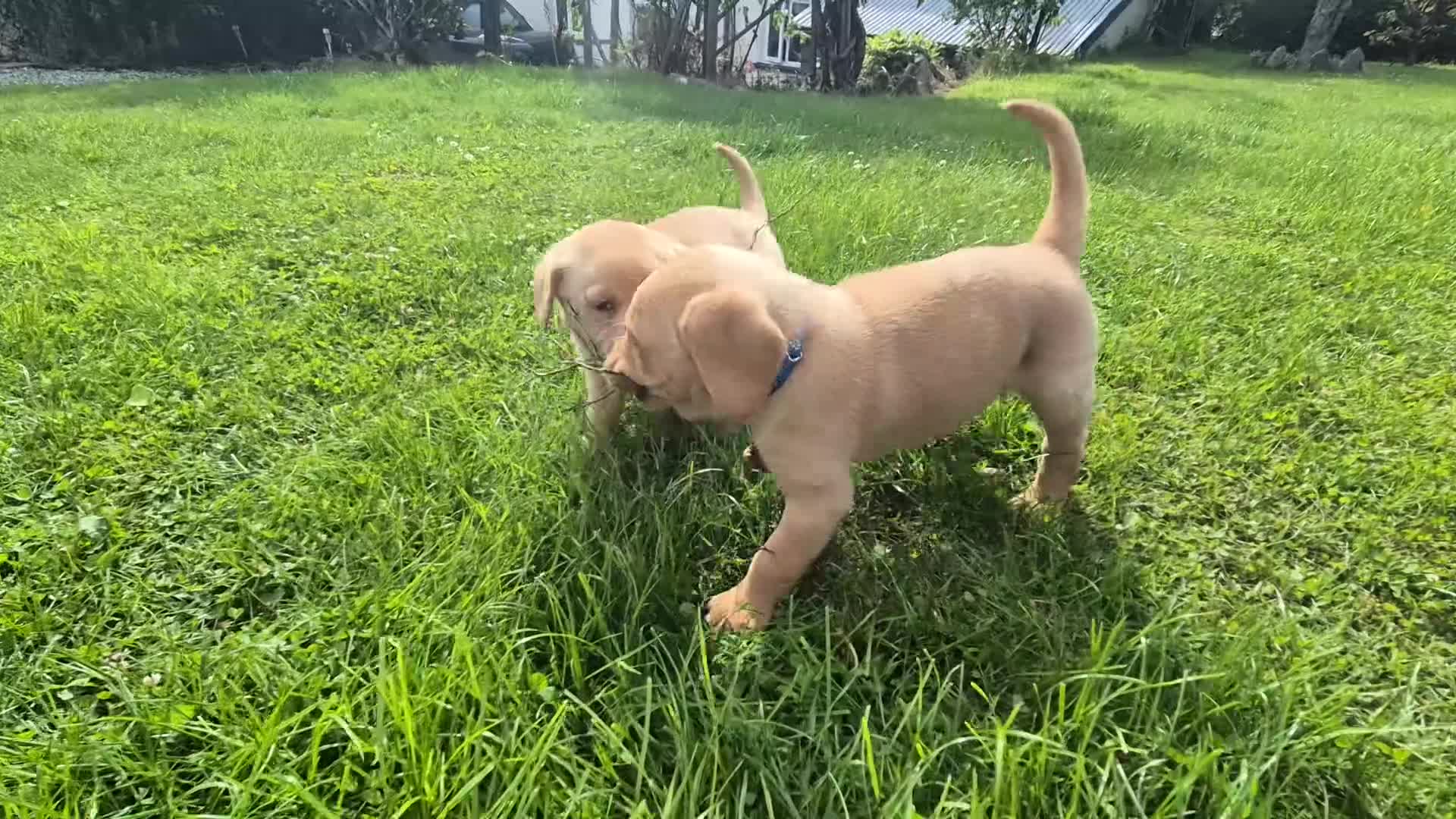 Labrador Retriever dogs for sale: Stunning red/golden labrador puppies - Video 3