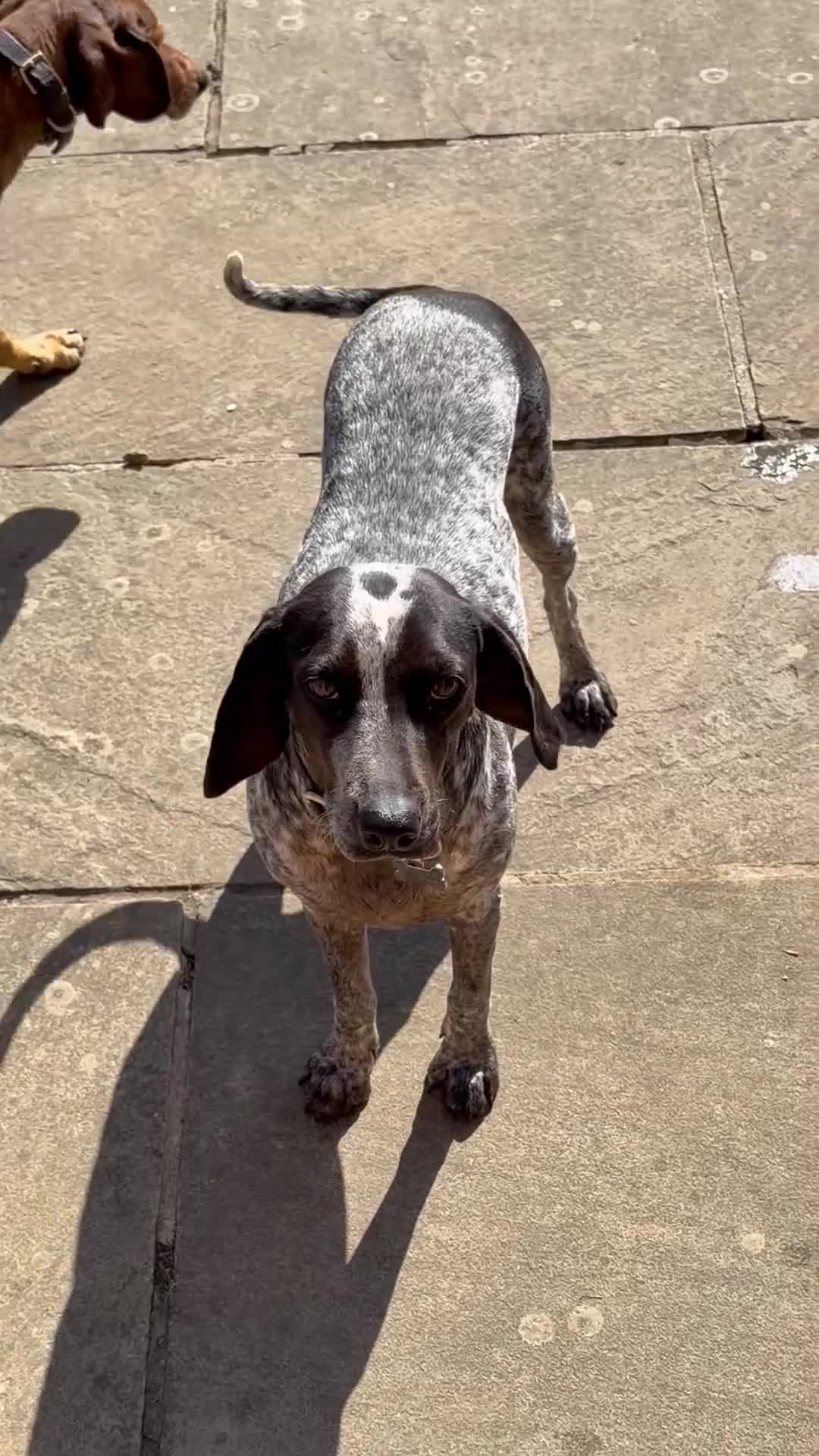 Mixed Breed dogs for adoption: ❤️ Clea: The gentle soul waiting for tummy rubs ❤️ in Maidstone - Video 1
