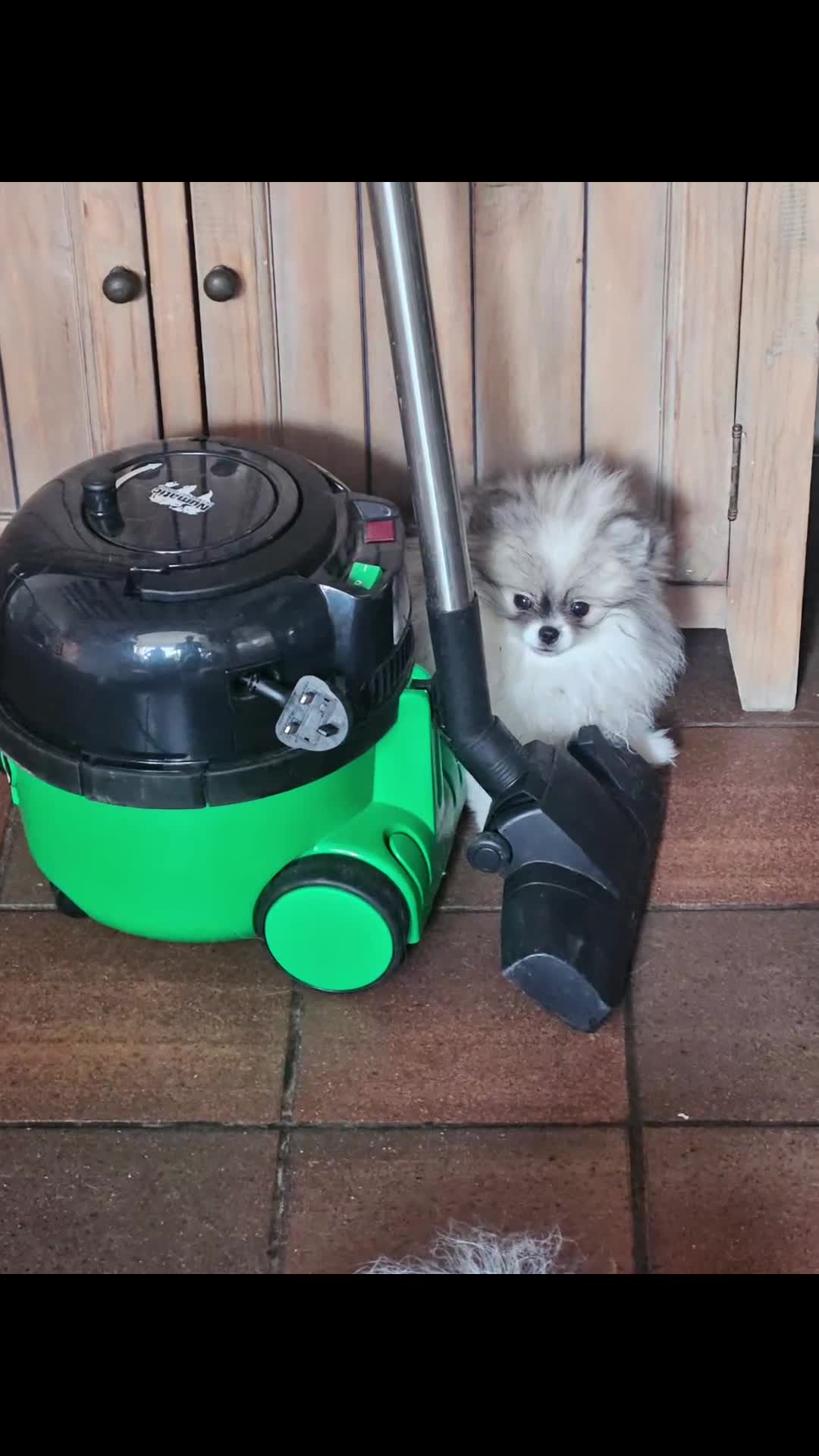 Pomeranian dogs for sale: KC registered Pomeranian Puppies for sale  - Video 1